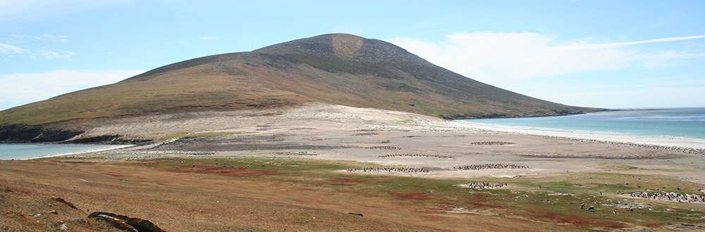 SAUNDERS ISLAND , the Neck beach, Falkland Islands